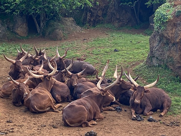 Watusi