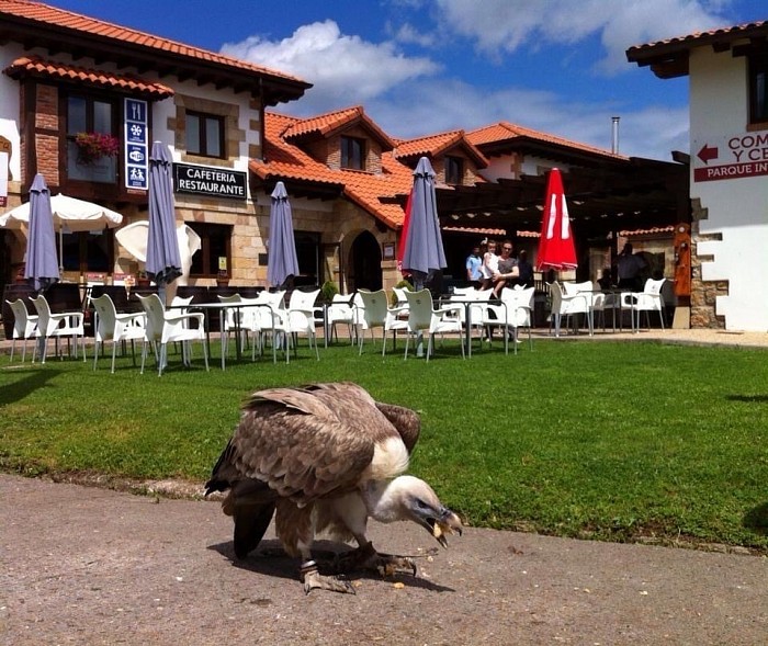 Buitre leonado